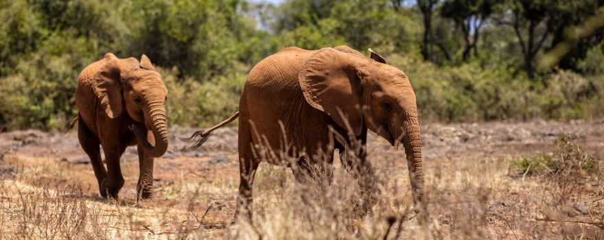 Nairobi National Park