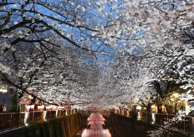 東京櫻花 2025 🌸東京櫻花季開花預測、人氣東京賞櫻景點10大推介！