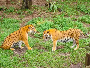 新山動物園