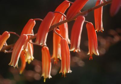 Antsokay Arboretum
