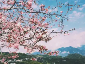 아리산 국가 삼림 공원