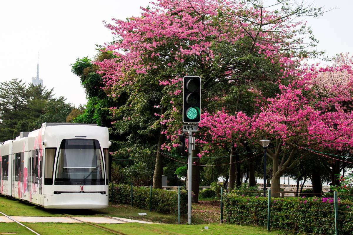 7. 🚋 Time Travel by Tram: Guangzhou’s Moving Postcard